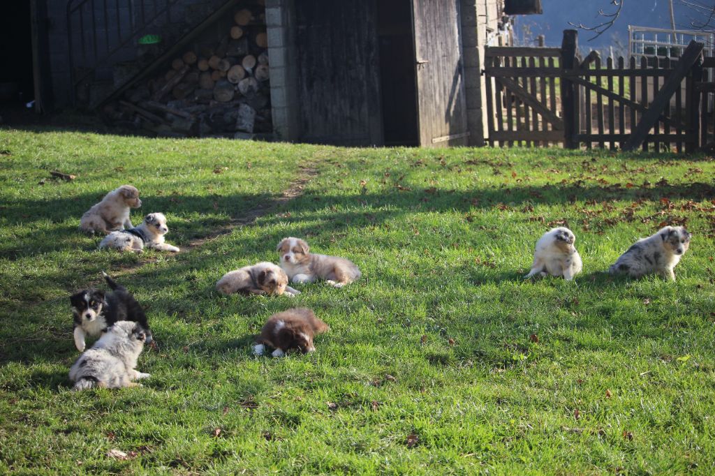 chiot Berger Australien De Trotapel