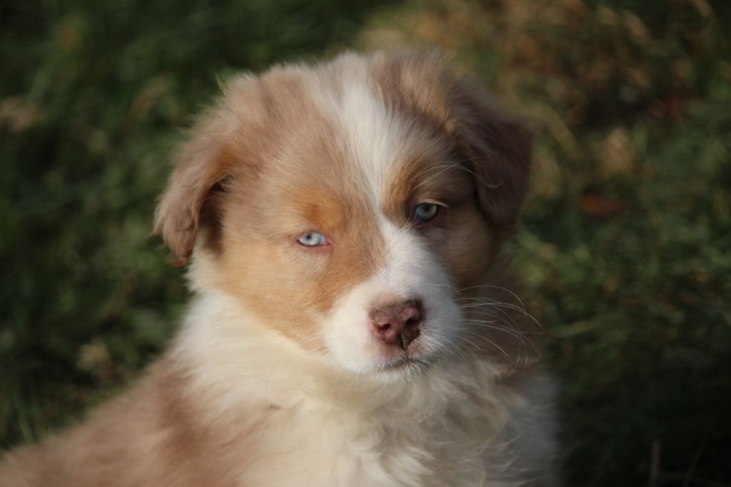 De Trotapel - Chiot disponible  - Berger Australien