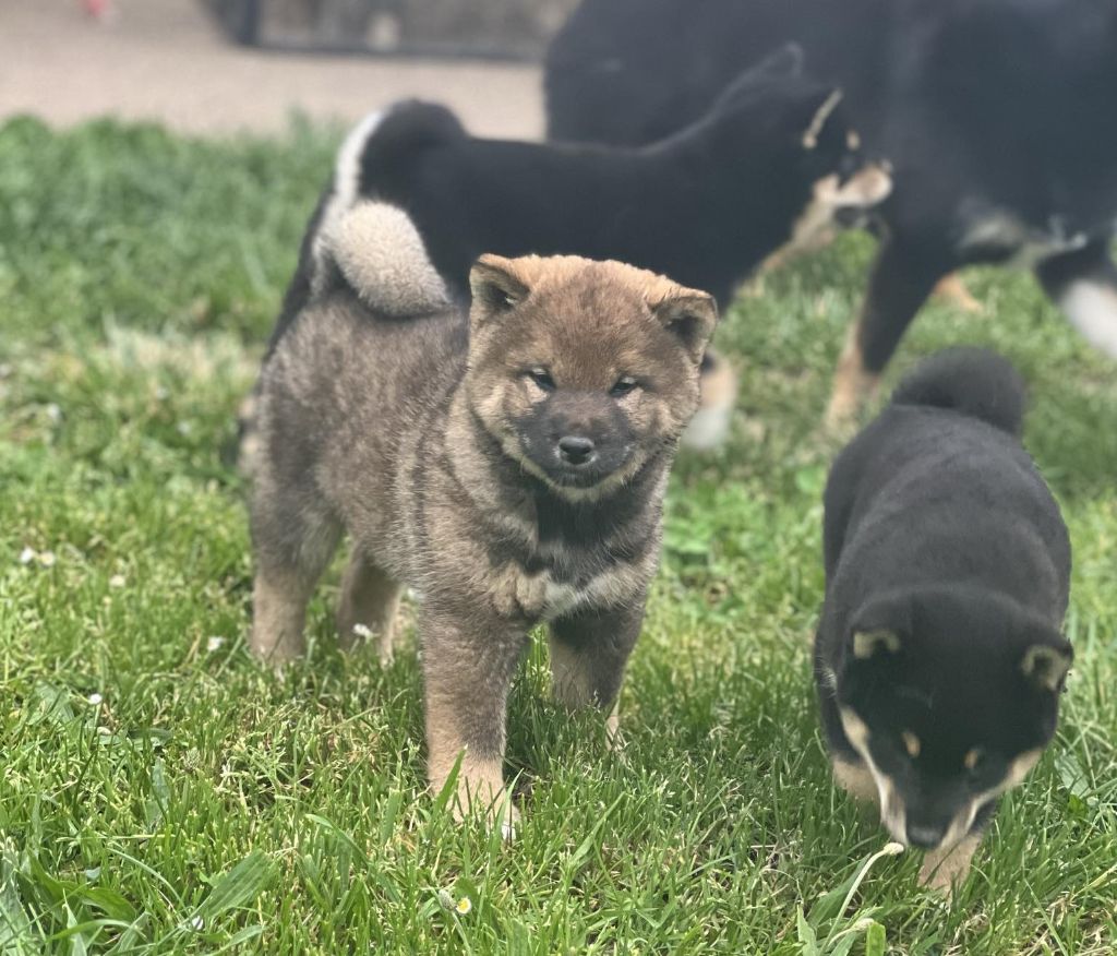 De Trotapel - Chiot disponible  - Shiba