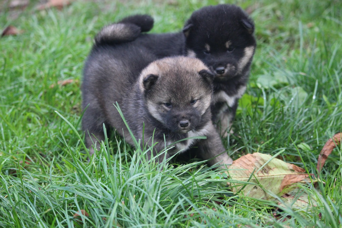 De Trotapel - Chiots disponibles - Shiba