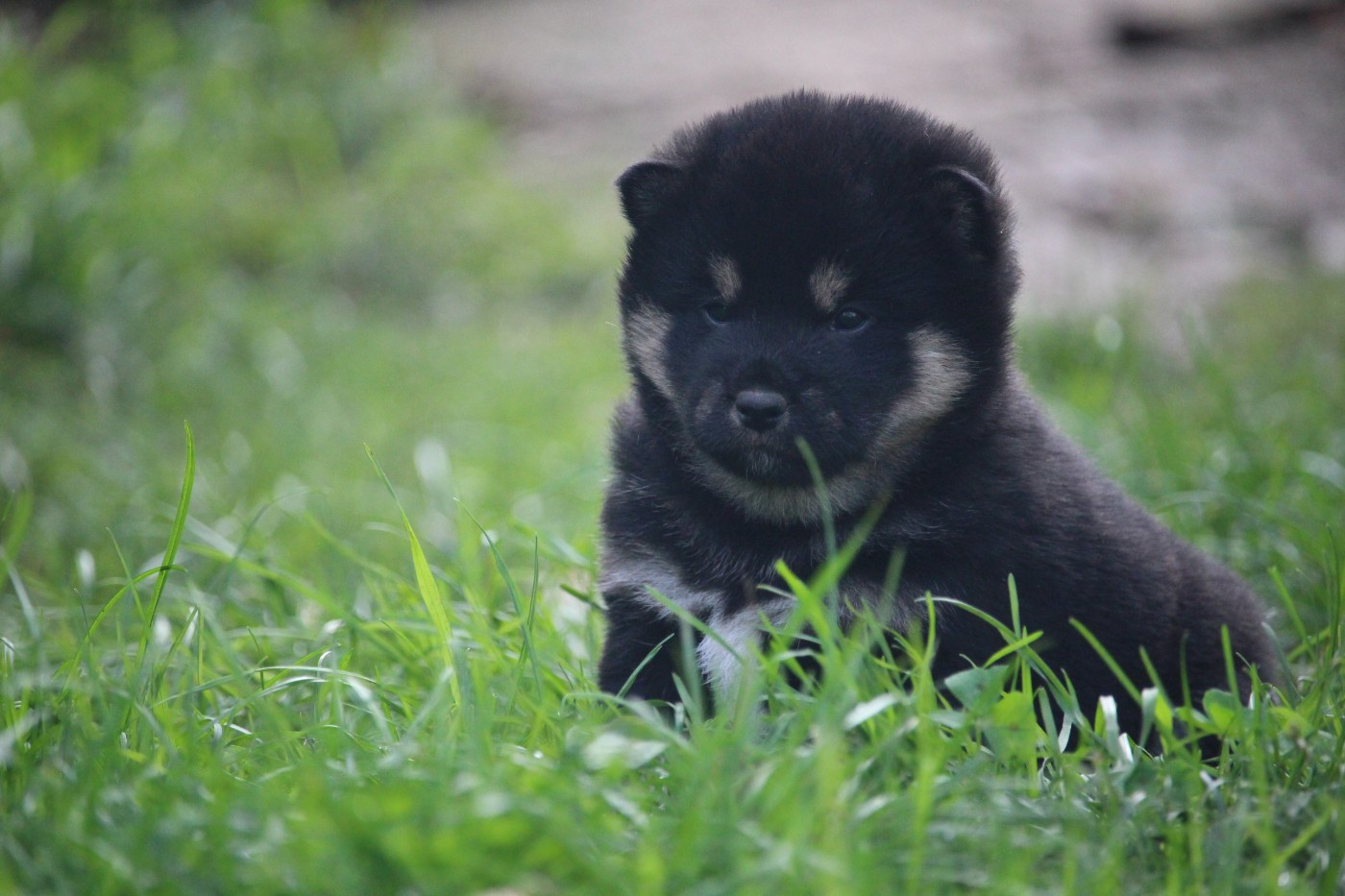 De Trotapel - Chiots disponibles - Shiba