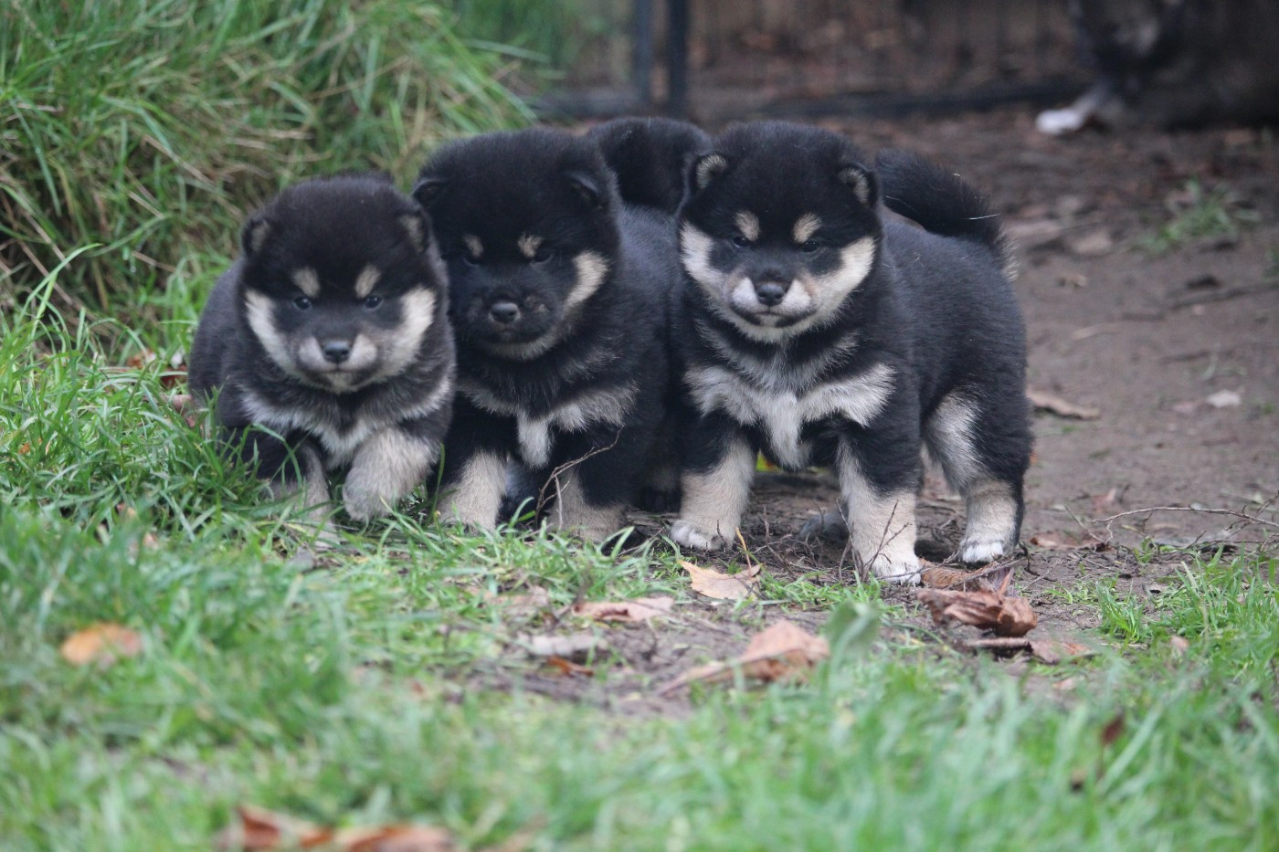 De Trotapel - Shiba - Portée née le 28/09/2025