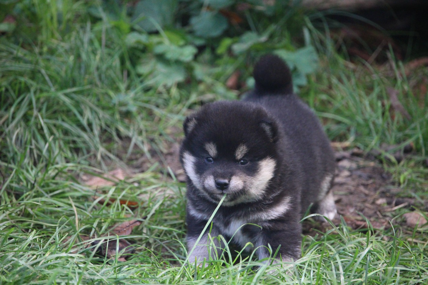 De Trotapel - Chiots disponibles - Shiba