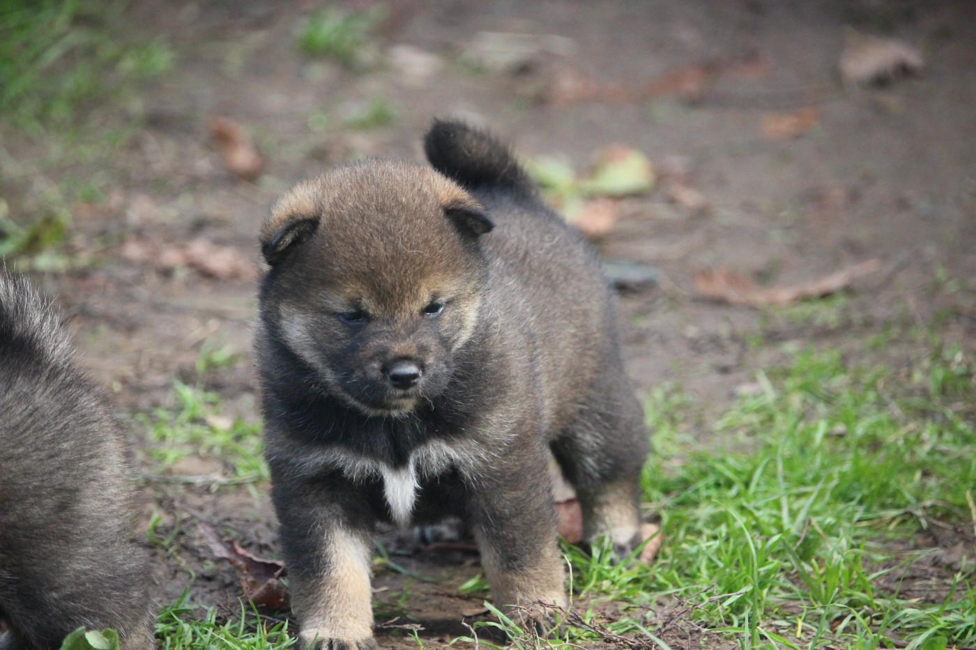 De Trotapel - Chiots disponibles - Shiba