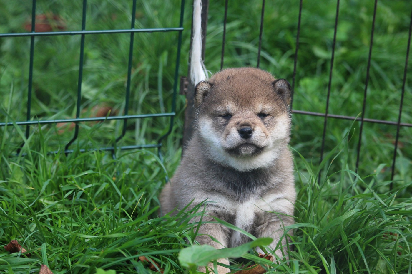 De Trotapel - Chiots disponibles - Shiba