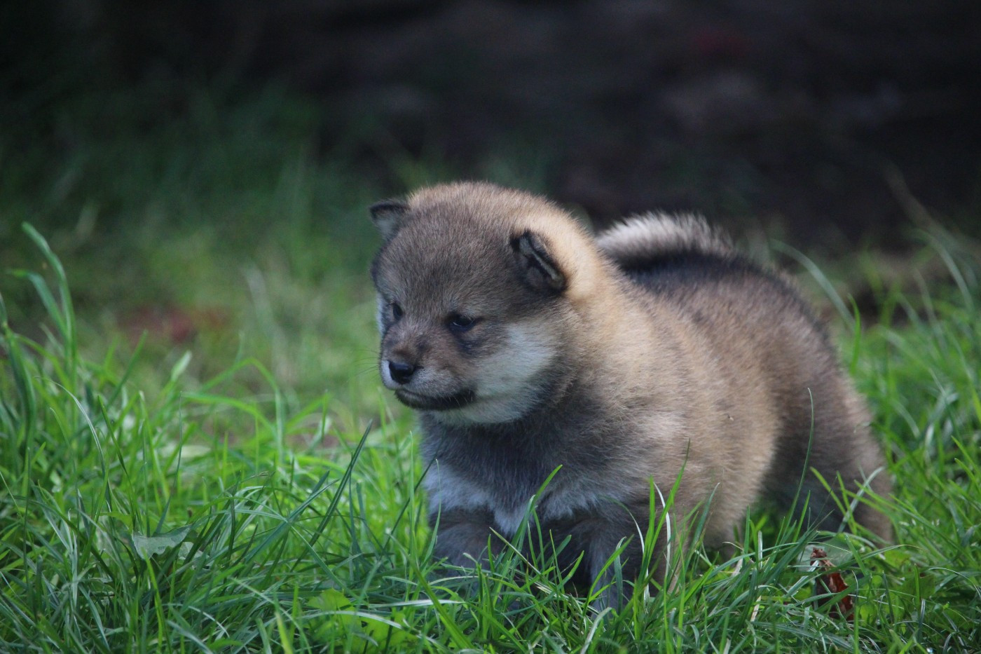 De Trotapel - Chiots disponibles - Shiba