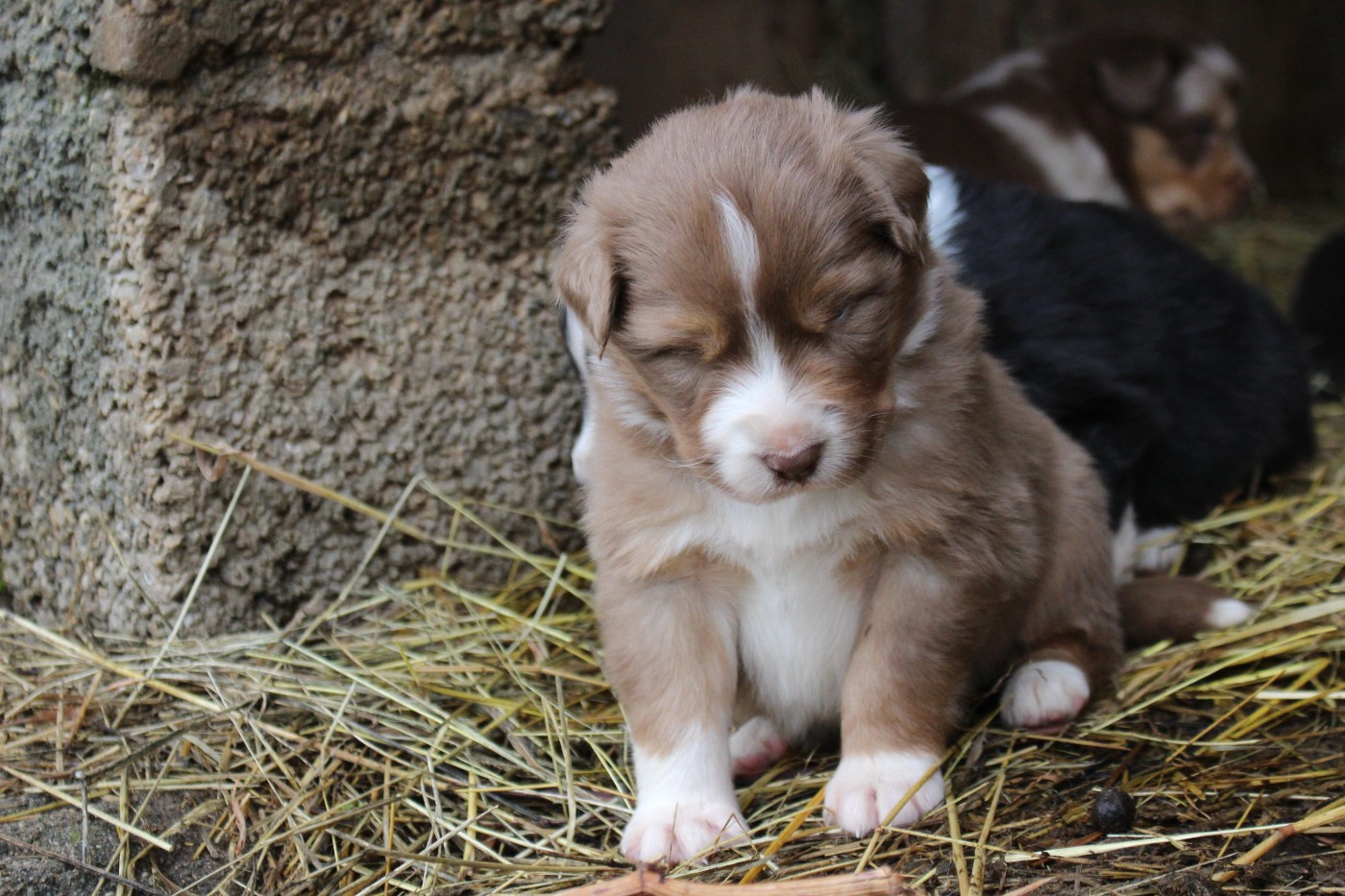 De Trotapel - Chiots disponibles - Berger Australien