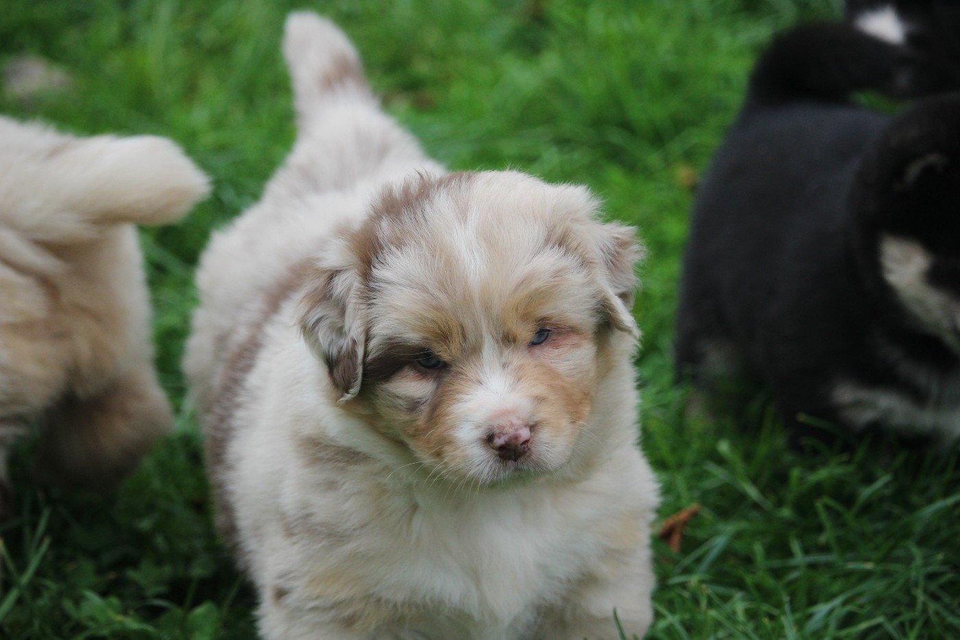 De Trotapel - Chiots disponibles - Berger Australien