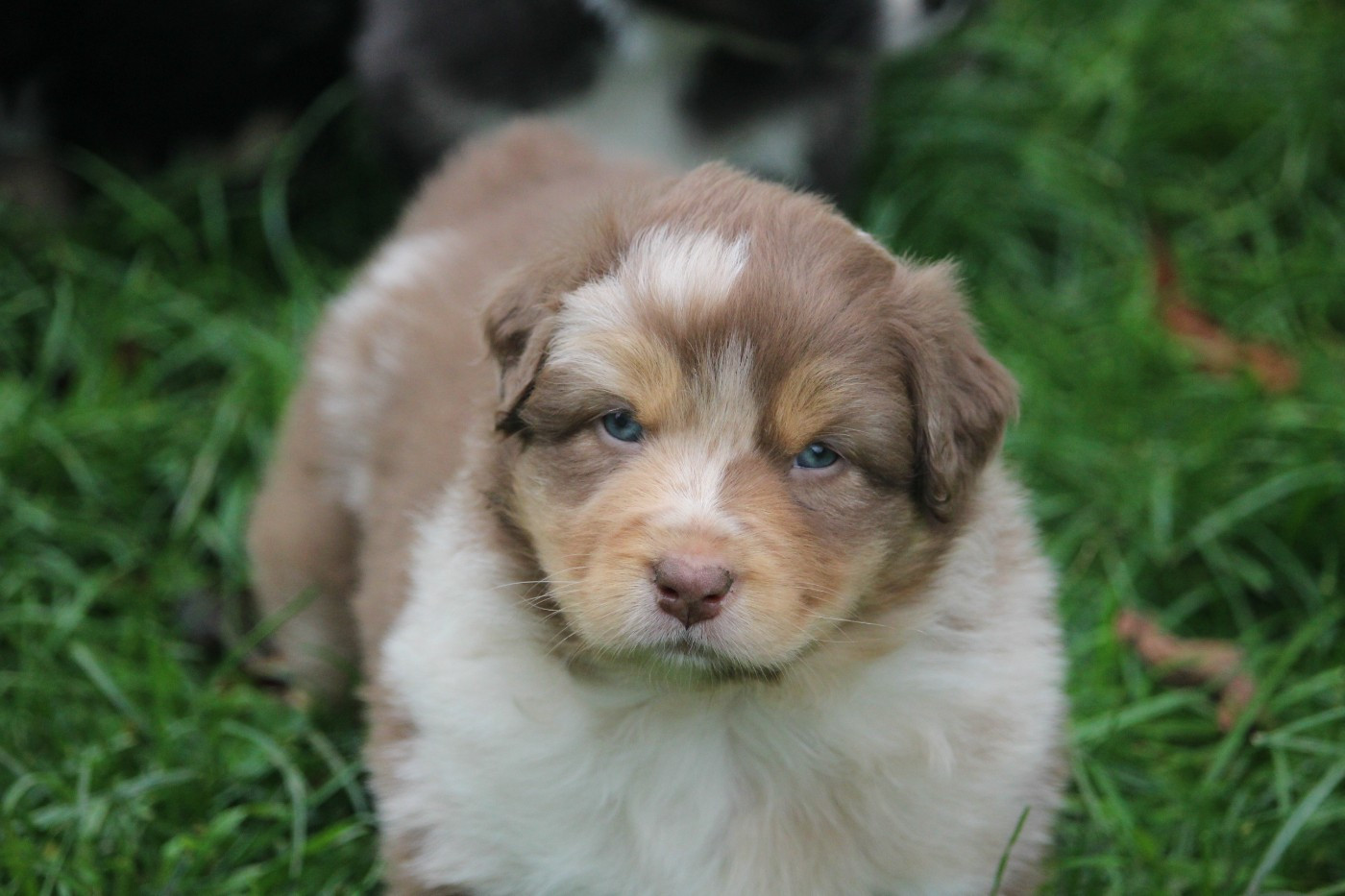 De Trotapel - Chiots disponibles - Berger Australien