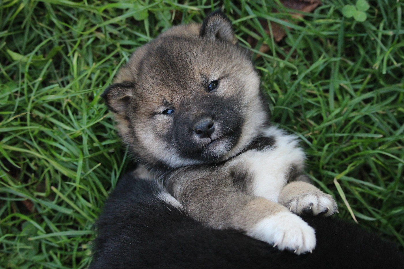 De Trotapel - Chiots disponibles - Shiba
