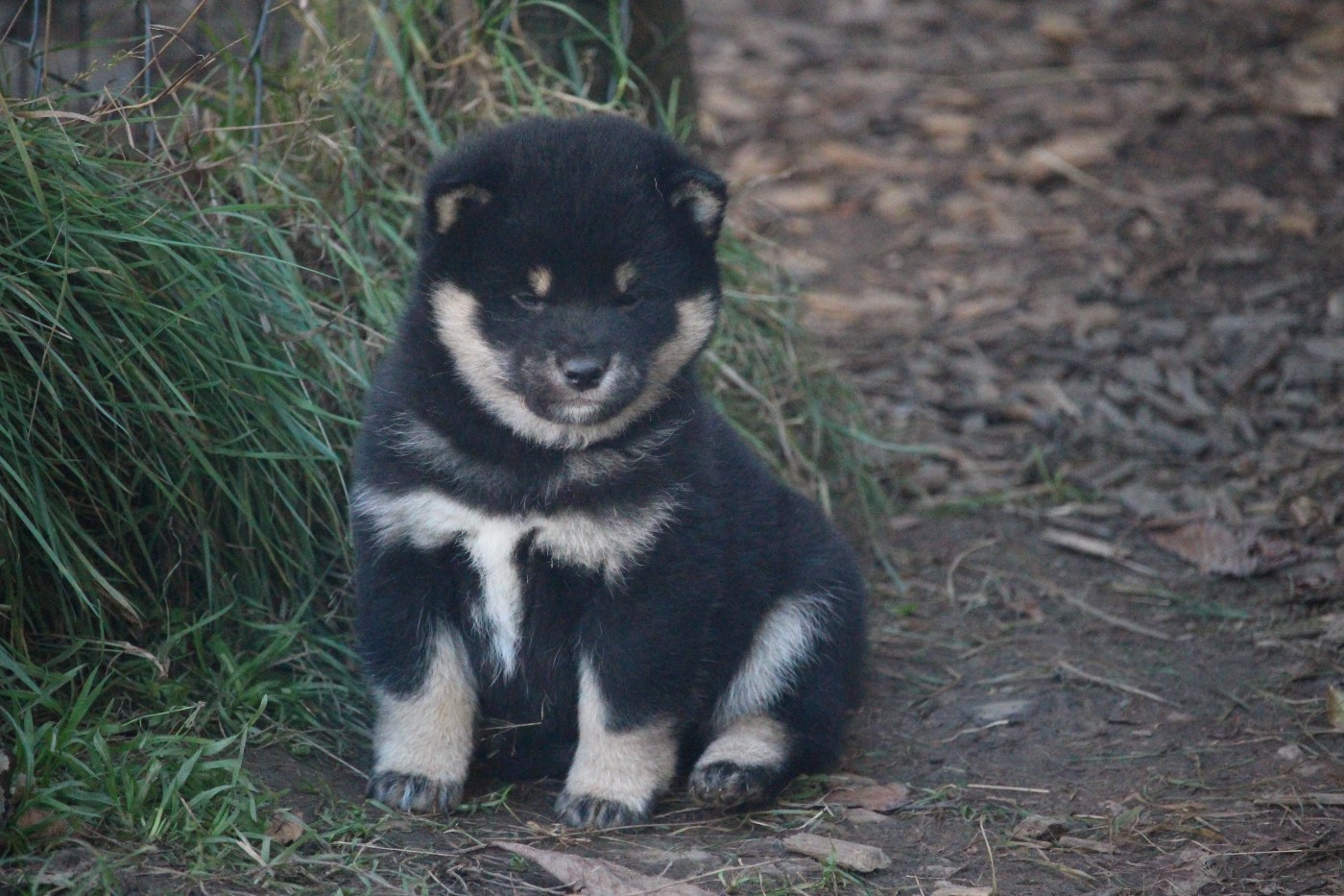 De Trotapel - Chiots disponibles - Shiba
