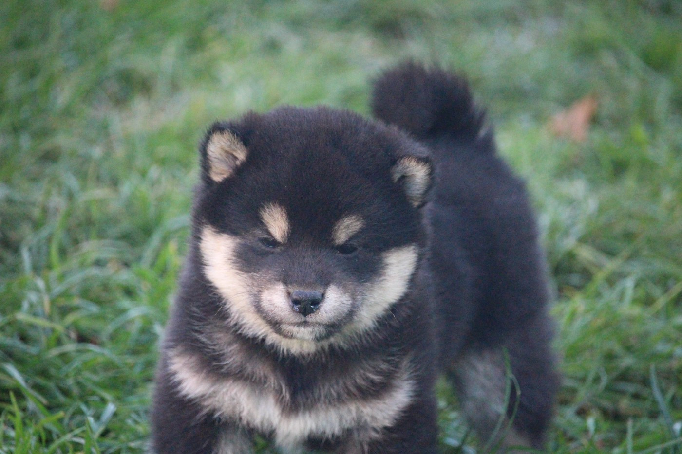 De Trotapel - Chiots disponibles - Shiba