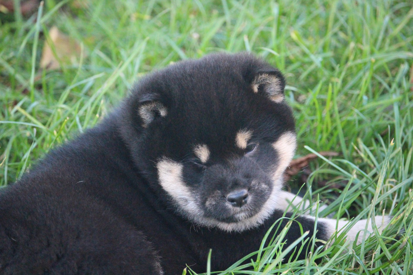 De Trotapel - Chiots disponibles - Shiba