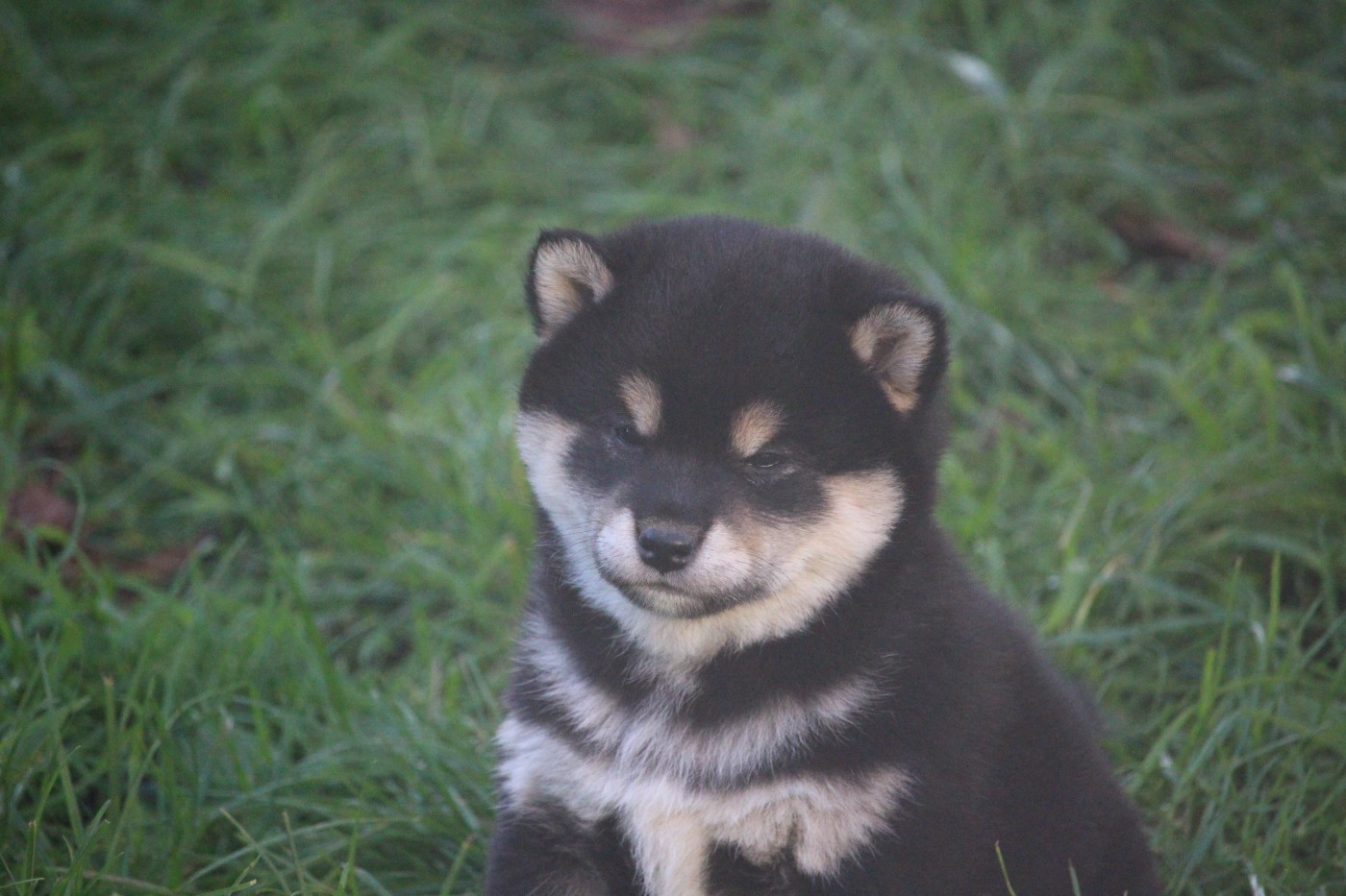 De Trotapel - Chiots disponibles - Shiba