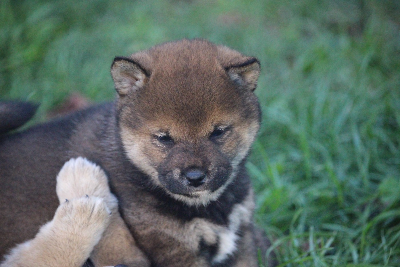 De Trotapel - Chiots disponibles - Shiba
