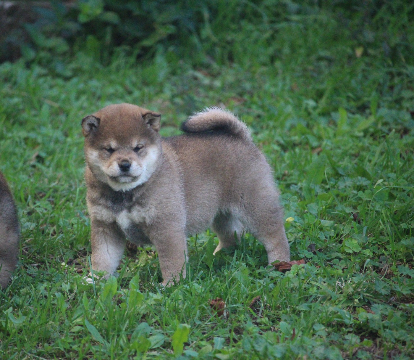 De Trotapel - Chiots disponibles - Shiba