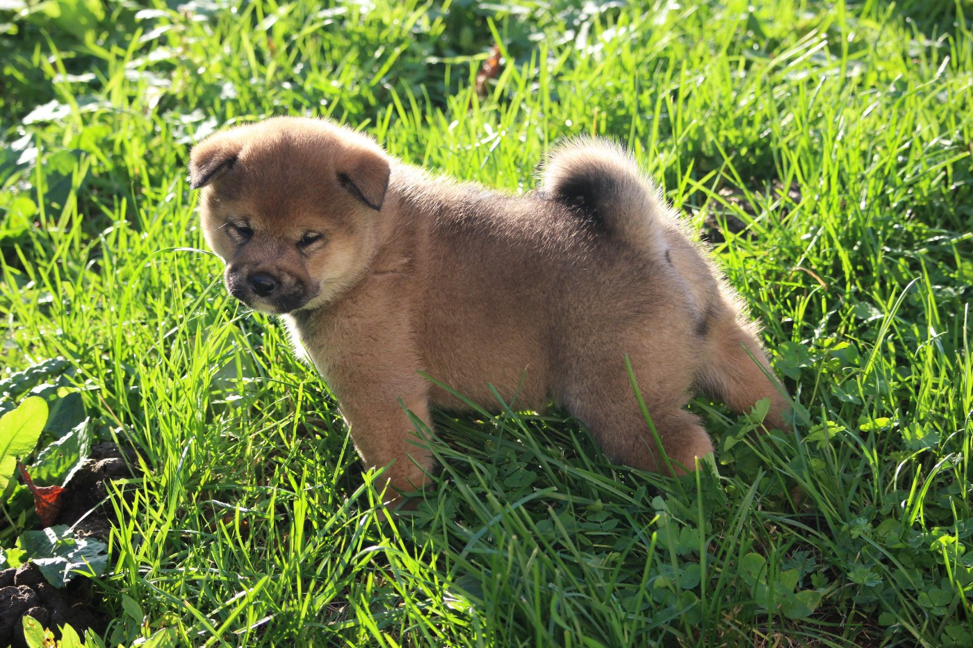 De Trotapel - Chiots disponibles - Shiba