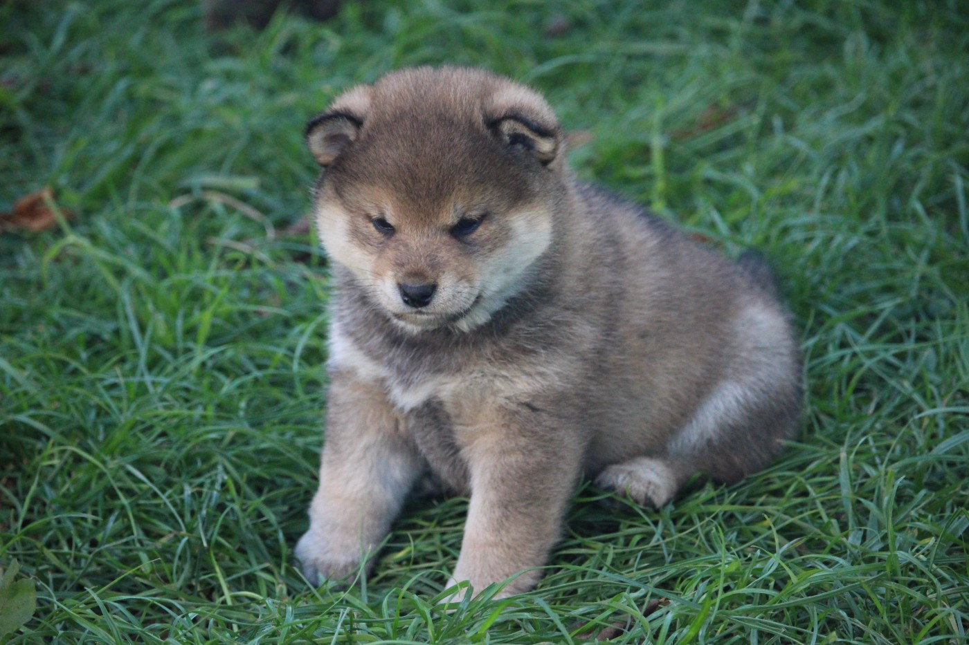 De Trotapel - Chiots disponibles - Shiba