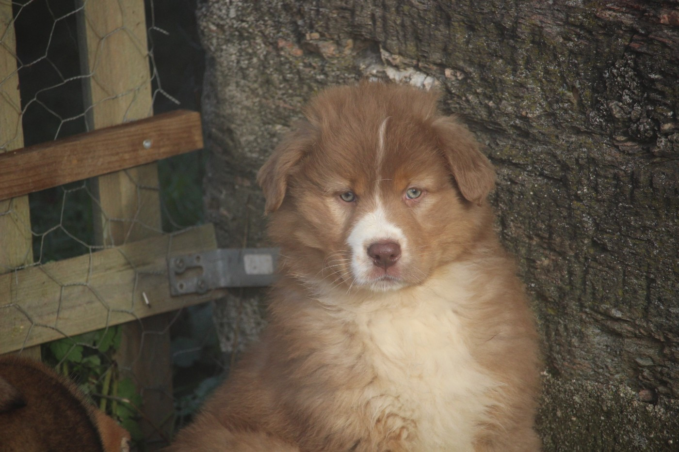 De Trotapel - Chiots disponibles - Berger Australien