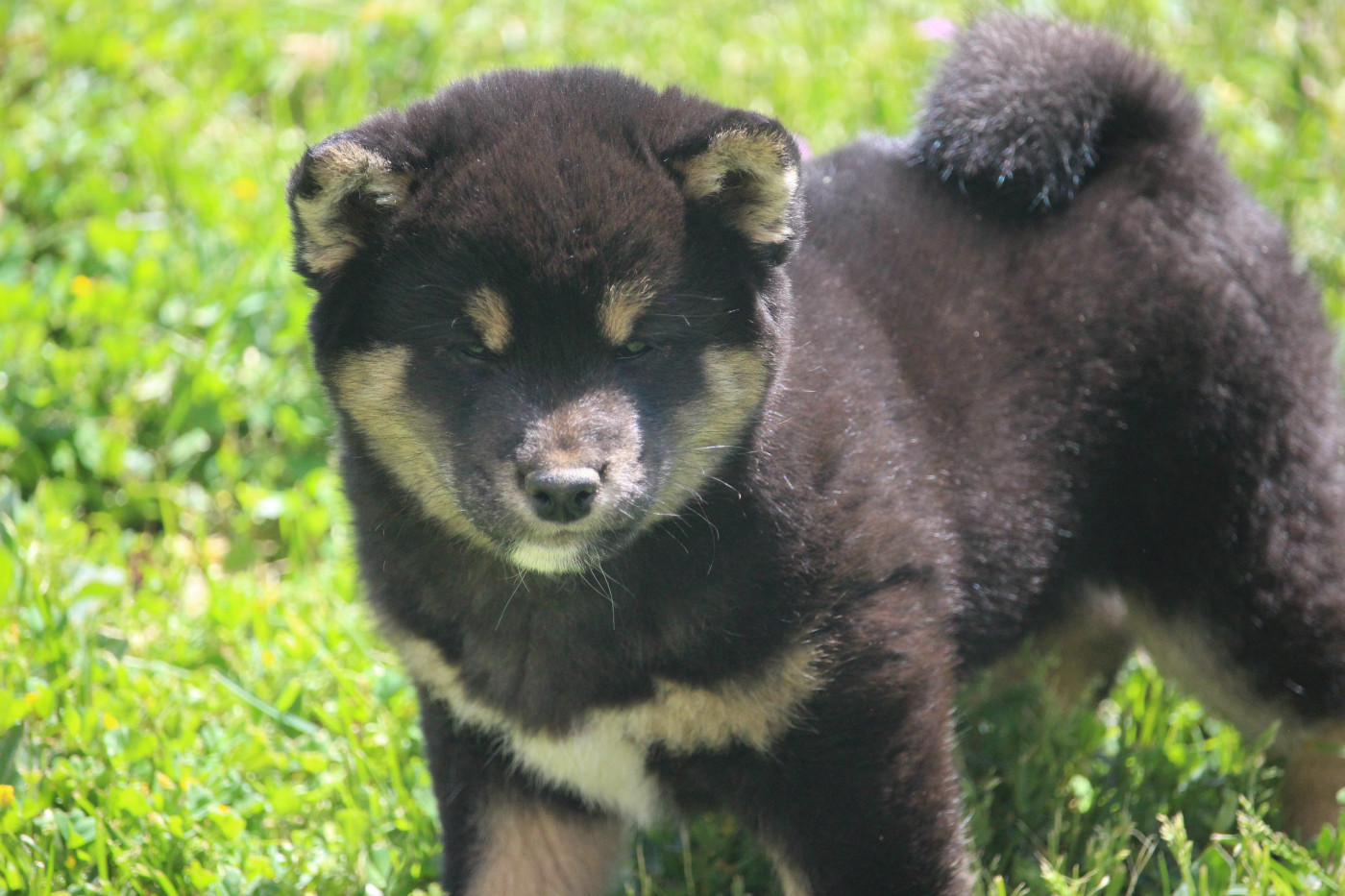 De Trotapel - Chiots disponibles - Shiba