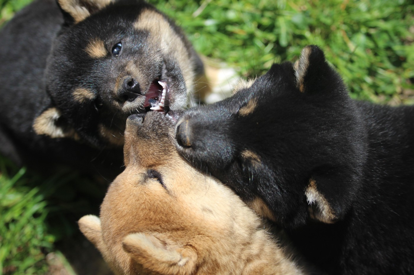 Chiot Shiba De Trotapel