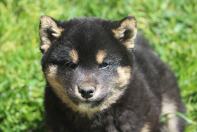 Boy